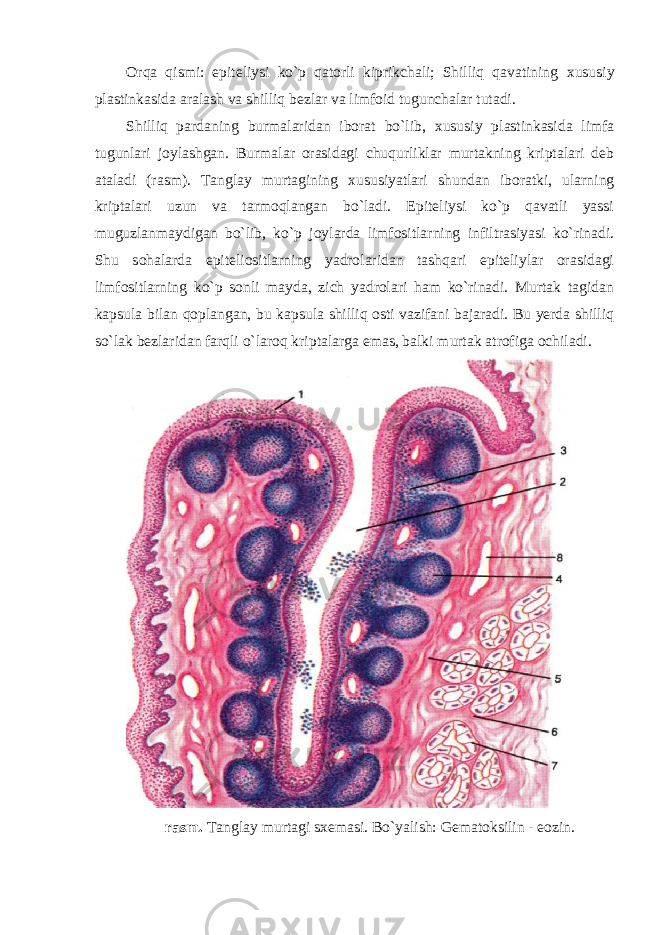 Orqa qismi: epiteliysi ko`p qatorli kiprikchali; Shilliq qavatining х ususiy plastinkasida aralash va shilliq bezlar va limfoid tugunchalar tutadi. Shilliq pardaning burmalaridan iborat bo`lib, х ususiy plastinkasida limfa tugunlari joylashgan. Burmalar orasidagi chuqurliklar murtakning kriptalari deb ataladi (rasm). Tanglay murtagining х ususiyatlari shundan iboratki, ularning kriptalari uzun va tarmoqlangan bo`ladi. Epiteliysi ko`p qavatli yassi muguzlanmaydigan bo`lib, ko`p joylarda limfositlarning infiltrasiyasi ko`rinadi. Shu sohalarda epiteliositlarning yadrolaridan tashqari epiteliylar orasidagi limfositlarning ko`p sonli mayda, zich yadrolari ham ko`rinadi. Murtak tagidan kapsula bilan qoplangan, bu kapsula shilliq osti vazifani bajaradi. Bu yerda shilliq so`lak bezlaridan farqli o`laroq kriptalarga emas, balki murtak atrofiga ochiladi. rasm. Tanglay murtagi s х emasi. Bo`yalish: Gematoksilin - eozin. 