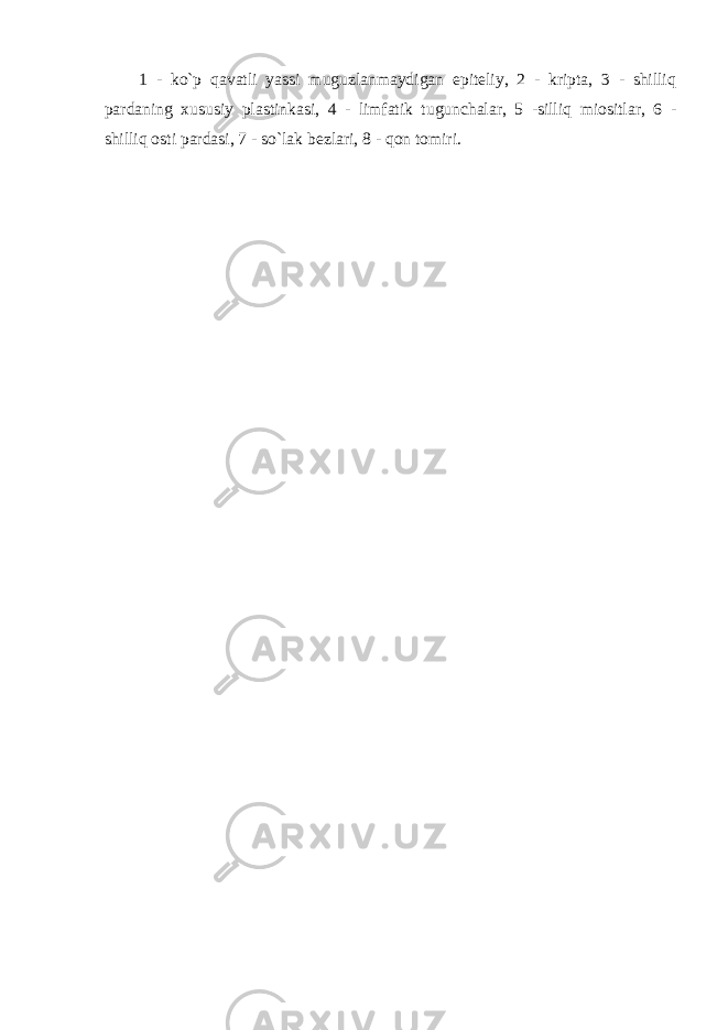 1 - ko`p qavatli yassi muguzlanmaydigan epiteliy, 2 - kripta, 3 - shilliq pardaning х ususiy plastinkasi, 4 - limfatik tugunchalar, 5 -silliq miositlar, 6 - shilliq osti pardasi, 7 - so`lak bezlari, 8 - qon tomiri. 