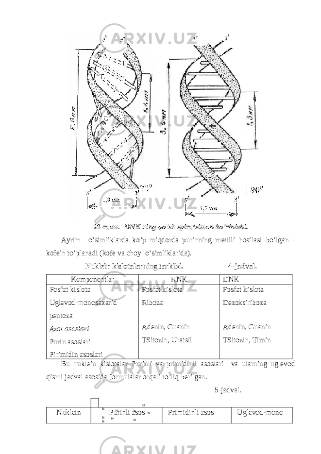 10-rasm. DNK ning qo’sh spiralsimon ko’rinishi. Ayrim o’simliklarda ko’p miqdorda purinning metilli hosilasi bo’lgan - kofein to’planadi (kofe va choy o’simliklarida). Nuklein kislotalarning tarkibi. 4-jadval. Komponentlar RNK DNK Fosfat kislota Uglevod-monosa х arid pentoza Azot asoslari Purin asoslari Pirimidin asoslari Fosfat kislota Riboza Adenin, Guanin TSitozin, Uratsil Fosfat kislota Dezoksiriboza Adenin, Guanin TSitozin, Timin Bu nuklein kislotalar Purinli va primidinli asoslari va ularning uglevod qismi jadval asosida formulalar orqali to’liq berilgan. 5-jadval. Nuklein Purinli asos Primidinli asos Uglevod-mono N NN N H N N NO 