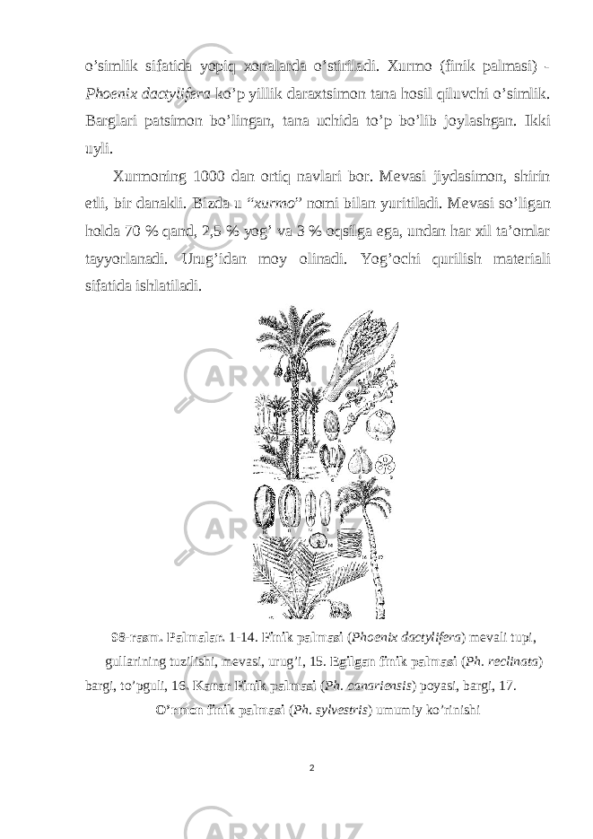 o’simlik sifatida yopiq xonalarda o’stiriladi. Xurmo (finik palmasi) - Phoenix dactylifera ko’p yillik daraxtsimon tana hosil qiluvchi o’simlik. Barglari patsimon bo’lingan, tana uchida to’p bo’lib joylashgan. Ikki uyli. Xurmoning 1000 dan ortiq navlari bor. Mevasi jiydasimon, shirin etli, bir danakli. Bizda u “ xurmo ” nomi bilan yuritiladi. Mevasi so’ligan holda 70 % qand, 2,5 % yog’ va 3 % oqsilga ega, undan har xil ta’omlar tayyorlanadi. Urug’idan moy olinadi. Yog’ochi qurilish materiali sifatida ishlatiladi. 98-rasm. Palmalar. 1-14. Finik palmasi ( Phoenix dactylifera ) mevali tupi, gullarining tuzilishi, mevasi, urug’i, 15. Egilgan finik palmasi ( Ph. reclinata ) bargi, to’pguli, 16 . Kanar Finik palmasi ( Ph. canariensis ) poyasi, bargi, 17. O’rmon finik palmasi ( Ph . sylvestris ) umumiy ko’rinishi 2 