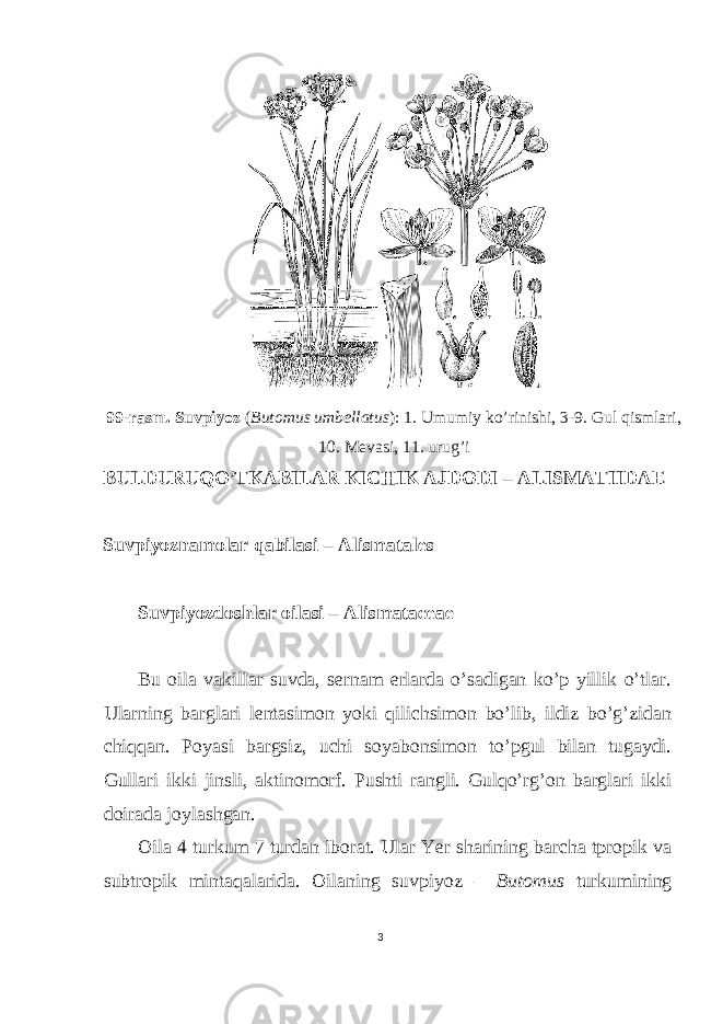  99-rasm. Suvpiyoz ( Butomus umbellatus ): 1. Umumiy ko’rinishi, 3-9. Gul qismlari, 10. Mevasi, 11. urug’i BULDURUQO’TKABILAR KICHIK AJDODI – ALISMATIIDAE Suvpiyoznamolar qabilasi – Alismatales Suvpiyozdoshlar oilasi – Alismataceae Bu oila vakillar suvda, sernam erlarda o’sadigan ko’p yillik o’tlar. Ularning barglari lentasimon yoki qilichsimon bo’lib, ildiz bo’g’zidan chiqqan. Poyasi bargsiz, uchi soyabonsimon to’pgul bilan tugaydi. Gullari ikki jinsli, aktinomorf. Pushti rangli. Gulqo’rg’on barglari ikki doirada joylashgan. Oila 4 turkum 7 turdan iborat. Ular Yer sharining barcha tpropik va subtropik mintaqalarida. Oilaning suvpiyoz – Butomus turkumining 3 