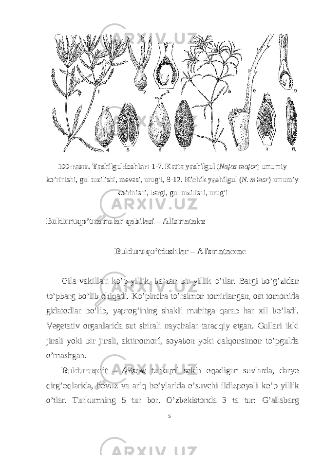 100-rasm. Yashilguldoshlar: 1-7. Katta yashilgul ( Najas major ) umumiy ko’rinishi, gul tuzilishi, mevasi, urug’i, 8-12. Kichik yashilgul ( N. minor ) umumiy ko’rinishi, bargi, gul tuzilishi, urug’i Bulduruqo’tnamolar qabilasi – Alismatales Bulduruqo’tdoshlar – Alismataceae Oila vakillari ko’p yillik, ba’zan bir yillik o’tlar. Bargi bo’g’zidan to’pbarg bo’lib chiqadi. Ko’pincha to’rsimon tomirlangan, ost tomonida gidatodlar bo’lib, yaprog’ining shakli muhitga qarab har xil bo’ladi. Vegetativ organlarida sut shirali naychalar taraqqiy etgan. Gullari ikki jinsli yoki bir jinsli, aktinomorf, soyabon yoki qalqonsimon to’pgulda o’rnashgan. Bulduruqo’t – Alisma turkumi sekin oqadigan suvlarda, daryo qirg’oqlarida, hovuz va ariq bo’ylarida o’suvchi ildizpoyali ko’p yillik o’tlar. Turkumning 5 tur bor. O’zbekistonda 3 ta tur: G’allabarg 5 