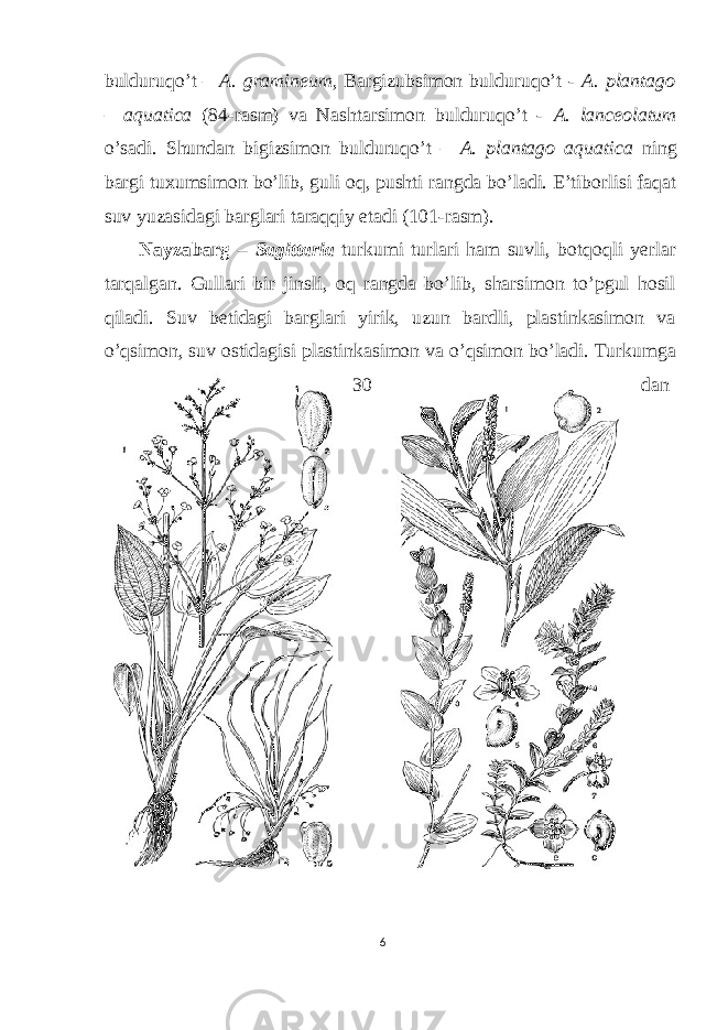 bulduruqo’t – A. gramineum, Bargizubsimon bulduruqo’t - A. plantago – aquatica (84-rasm) va Nashtarsimon bulduruqo’t - A. lanceolatum o’sadi. Shundan bigizsimon bulduruqo’t – A. plantago aquatica ning bargi tuxumsimon bo’lib, guli oq, pushti rangda bo’ladi. E’tiborlisi faqat suv yuzasidagi barglari taraqqiy etadi (101-rasm). Nayzabarg – Sagittaria turkumi turlari ham suvli, botqoqli yerlar tarqalgan. Gullari bir jinsli, oq rangda bo’lib, sharsimon to’pgul hosil qiladi. Suv betidagi barglari yirik, uzun bardli, plastinkasimon va o’qsimon, suv ostidagisi plastinkasimon va o’qsimon bo’ladi. Turkumga 30 dan 6 