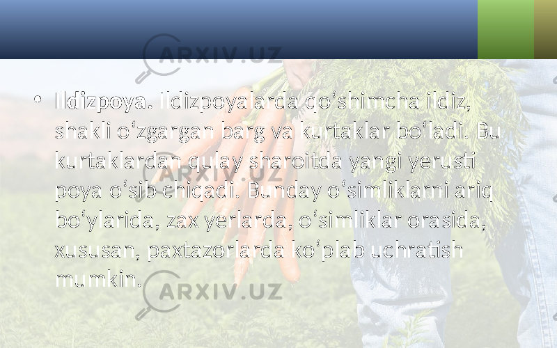 • Ildizpoya. Ildizpoyalarda qo‘shimcha ildiz, shakli o‘zgargan barg va kurtaklar bo‘ladi. Bu kurtaklardan qulay sharoitda yangi yerusti poya o‘sib chiqadi. Bunday o‘simliklarni ariq bo‘ylarida, zax yerlarda, o‘simliklar orasida, xususan, paxtazorlarda ko‘plab uchratish mumkin. 