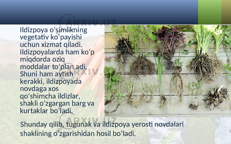 Shunday qilib, tugunak va ildizpoya yerosti novdalari shaklining o‘zgarishidan hosil bo‘ladi.Ildizpoya o‘simlikning vegetativ ko‘payishi uchun xizmat qiladi. Ildizpoyalarda ham ko‘p miqdorda oziq moddalar to‘plan adi. Shuni ham aytish kerakki, ildizpoyada novdaga xos qo‘shimcha ildizlar, shakli o‘zgargan barg va kurtaklar bo‘ladi. 