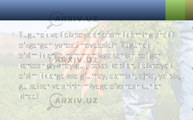 • Tugunak va ildizpoyalar o‘simliklarning shakli o‘zgargan yerosti novdasidir. Tugunak o‘simliklarga hammamizga tanish bo‘lgan kartoshka, shoyigul, batat kabilar, ildizpoyali o‘sim liklarga esa g‘umay, qamish, ajriq, yalpiz, gulsafsar va shirin miyaga o‘xshash turlar kiradi 