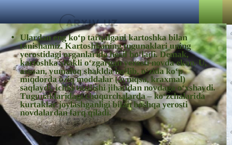 • Ulardan eng ko‘p tarqalgani kartoshka bilan tanishamiz. Kartoshkaning tugunaklari uning yerostidagi organlarida hosil bo‘ladi. Demak, kartoshka shakli o‘zgargan yerosti novda ekan. U, asosan, yumaloq shaklda bo‘lib, o‘zida ko‘p miqdorda oziq moddalar (ayniqsa, kraxmal) saqlaydi, ichki tuzilishi jihatidan novdaga o‘xshaydi. Tugunaklaridagi chuqurchalarda – ko‘zchalarida kurtaklar joylashganligi bilan boshqa yerosti novdalardan farq qiladi. 