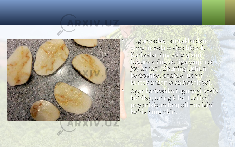 • Tugunakdagi kurtaklardan yangi novda o‘sib chiqadi. Kurtaklarning ko‘p qismi tugunakning uchiga yaqinroq joylashadi. Shuning uchun kartoshka, odatda, uchki kurtaklardan o‘sa boshlaydi. • Agar kartoshka tugunagi kesib ko‘rilsa, uning ichki tuzilishi poyanikidan farq qilmasligini ko‘rish mumkin. 