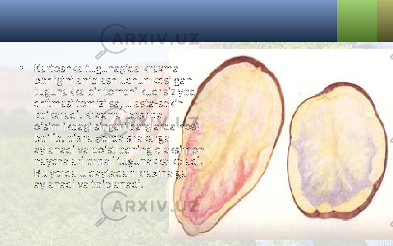 • Kartoshka tugunagida kraxmal borligini aniqlash uchun kesilgan tugunakka bir tomchi kuchsiz yod eritmasi tomizilsa, u asta-sekin ko‘karadi. Kraxmal boshqa o‘simlikdagi singari barglarda hosil bo‘lib, o‘sha yerda shakarga aylanadi va po‘stloqning elaksimon naychalari orqali tugunakka keladi. Bu yerda u qaytadan kraxmalga aylanadi va to‘planadi. 