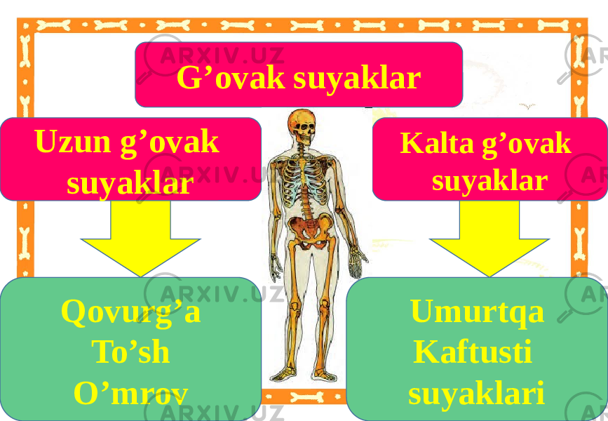 G’ovak suyaklar Uzun g’ovak suyaklar Kalta g’ovak suyaklar Umurtqa Kaftusti suyaklariQovurg’a To’sh O’mrov 