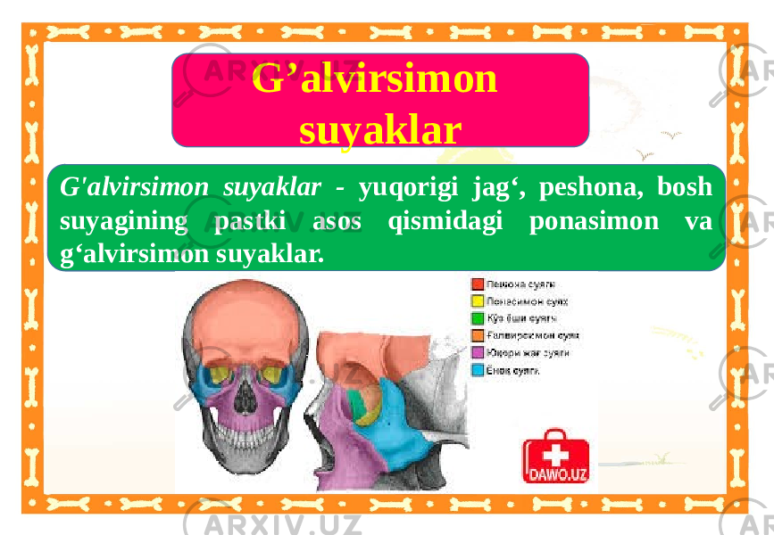 G’alvirsimon suyaklar G&#39;alvirsimon suyaklar - yuqorigi jag‘, peshona, bosh suyagining pastki asos qismidagi ponasimon va g‘alvirsimon suyaklar. 