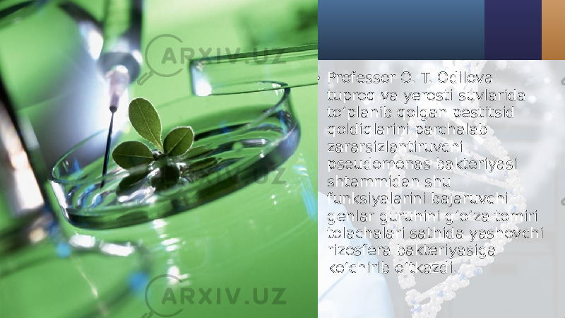 • Professor O. T. Odilova tuproq va yerosti suvlarida to‘planib qolgan pestitsid qoldiqlarini parchalab zararsizlantiruvchi pseudomonas bakteriyasi shtammidan shu funksiyalarini bajaruvchi genlar guruhini g‘o‘za tomiri tolachalari sathida yashovchi rizosfera bakteriyasiga ko‘chirib o‘tkazdi. 