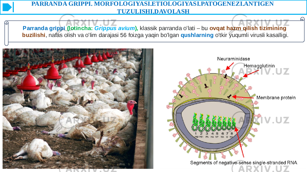 PARRANDA GRIPPI. MORFOLOGIYASI.ETIOLOGIYASI.PATOGENEZI.ANTIGEN TUZULISHI.DAVOLASH Parranda grippi  (lotincha:  Grippus avium ), klassik parranda oʻlati – bu ovqat hazm qilish tizimining buzilishi , nafas olish va oʻlim darajasi 56 foizga yaqin boʻlgan qushlarning oʻtkir yuqumli virusli kasalligi. 