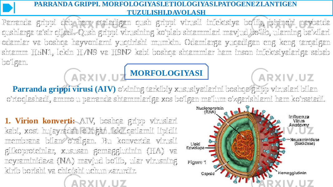 PARRANDA GRIPPI. MORFOLOGIYASI.ETIOLOGIYASI.PATOGENEZI.ANTIGEN TUZULISHI.DAVOLASH Parranda grippi deb ham ataladigan qush grippi virusli infektsiya bo&#39;lib, birinchi navbatda qushlarga ta&#39;sir qiladi. Qush grippi virusining ko&#39;plab shtammlari mavjud bo&#39;lib, ularning ba&#39;zilari odamlar va boshqa hayvonlarni yuqtirishi mumkin. Odamlarga yuqadigan eng keng tarqalgan shtamm H5N1, lekin H7N9 va H9N2 kabi boshqa shtammlar ham inson infektsiyalariga sabab bo&#39;lgan. MORFOLOGIYASI Parranda grippi virusi (AIV) o&#39;zining tarkibiy xususiyatlarini boshqa gripp viruslari bilan o&#39;rtoqlashadi, ammo u parranda shtammlariga xos bo&#39;lgan ma&#39;lum o&#39;zgarishlarni ham ko&#39;rsatadi. 1. Virion konverti: AIV, boshqa gripp viruslari kabi, xost hujayradan olingan ikki qatlamli lipidli membrana bilan o&#39;ralgan. Bu konvertda virusli glikoproteinlar, xususan gemagglutinin (HA) va neyraminidaza (NA) mavjud bo&#39;lib, ular virusning kirib borishi va chiqishi uchun zarurdir. 