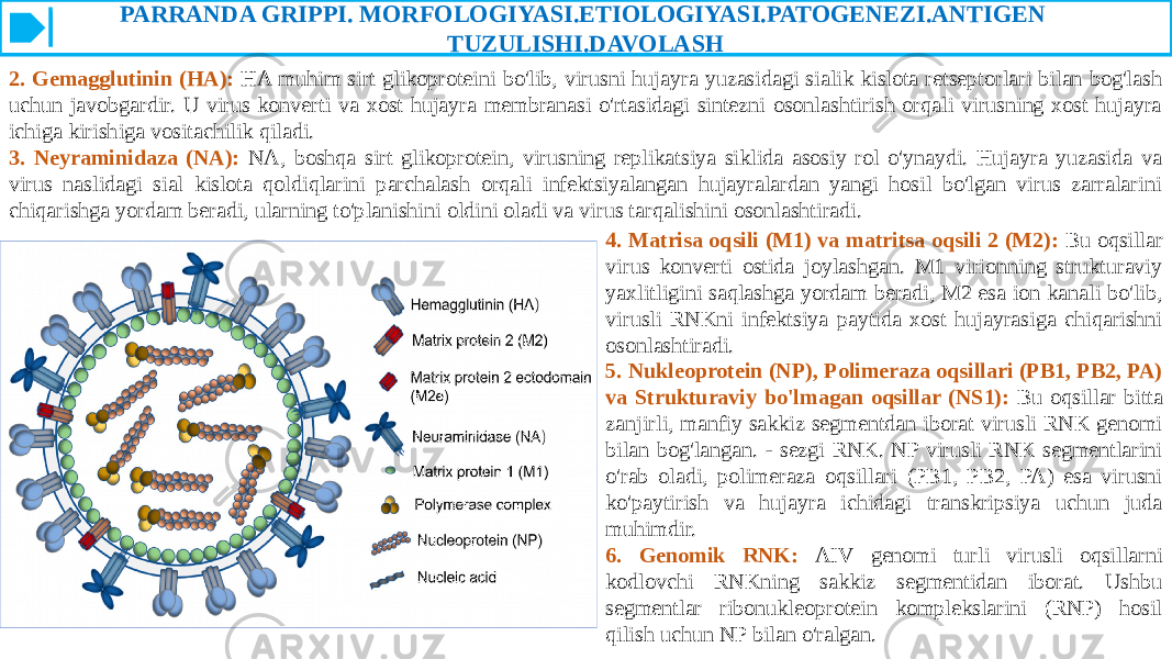 PARRANDA GRIPPI. MORFOLOGIYASI.ETIOLOGIYASI.PATOGENEZI.ANTIGEN TUZULISHI.DAVOLASH 2. Gemagglutinin (HA): HA muhim sirt glikoproteini bo&#39;lib, virusni hujayra yuzasidagi sialik kislota retseptorlari bilan bog&#39;lash uchun javobgardir. U virus konverti va xost hujayra membranasi o&#39;rtasidagi sintezni osonlashtirish orqali virusning xost hujayra ichiga kirishiga vositachilik qiladi. 3. Neyraminidaza (NA): NA, boshqa sirt glikoprotein, virusning replikatsiya siklida asosiy rol o&#39;ynaydi. Hujayra yuzasida va virus naslidagi sial kislota qoldiqlarini parchalash orqali infektsiyalangan hujayralardan yangi hosil bo&#39;lgan virus zarralarini chiqarishga yordam beradi, ularning to&#39;planishini oldini oladi va virus tarqalishini osonlashtiradi. 4. Matrisa oqsili (M1) va matritsa oqsili 2 (M2): Bu oqsillar virus konverti ostida joylashgan. M1 virionning strukturaviy yaxlitligini saqlashga yordam beradi, M2 esa ion kanali bo&#39;lib, virusli RNKni infektsiya paytida xost hujayrasiga chiqarishni osonlashtiradi. 5. Nukleoprotein (NP), Polimeraza oqsillari (PB1, PB2, PA) va Strukturaviy bo&#39;lmagan oqsillar (NS1): Bu oqsillar bitta zanjirli, manfiy sakkiz segmentdan iborat virusli RNK genomi bilan bog&#39;langan. - sezgi RNK. NP virusli RNK segmentlarini o&#39;rab oladi, polimeraza oqsillari (PB1, PB2, PA) esa virusni ko&#39;paytirish va hujayra ichidagi transkripsiya uchun juda muhimdir. 6. Genomik RNK: AIV genomi turli virusli oqsillarni kodlovchi RNKning sakkiz segmentidan iborat. Ushbu segmentlar ribonukleoprotein komplekslarini (RNP) hosil qilish uchun NP bilan o&#39;ralgan. 