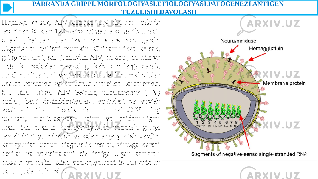 PARRANDA GRIPPI. MORFOLOGIYASI.ETIOLOGIYASI.PATOGENEZI.ANTIGEN TUZULISHI.DAVOLASH Hajmiga kelsak, AIV zarralarining diametri odatda taxminan 80 dan 120 nanometrgacha o&#39;zgarib turadi. Shakl jihatidan ular taxminan sharsimon, garchi o&#39;zgarishlar bo&#39;lishi mumkin. Chidamlilikka kelsak, gripp viruslari, shu jumladan AIV, harorat, namlik va organik moddalar mavjudligi kabi omillarga qarab, atrof-muhitda turli vaqtlarda saqlanishi mumkin. Ular odatda sovuqroq va quruqroq sharoitda barqarorroq. Shu bilan birga, AIV issiqlik, ultrabinafsha (UV) nurlar, ba&#39;zi dezinfektsiyalash vositalari va yuvish vositalari bilan faolsizlanishi mumkin.OIV ning tuzilishi, morfologiyasi, hajmi va chidamliligini tushunish qushlar populyatsiyasida parranda grippi tarqalishini yumshatish va odamlarga yuqish xavfini kamaytirish uchun diagnostik testlar, virusga qarshi dorilar va vaktsinalarni o&#39;z ichiga olgan samarali nazorat va oldini olish strategiyalarini ishlab chiqish uchun juda muhimdir. 