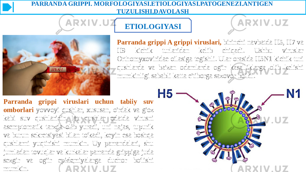 PARRANDA GRIPPI. MORFOLOGIYASI.ETIOLOGIYASI.PATOGENEZI.ANTIGEN TUZULISHI.DAVOLASH ETIOLOGIYASI Parranda grippi A grippi viruslari, birinchi navbatda H5, H7 va H9 kichik turlaridan kelib chiqadi. Ushbu viruslar Orthomyxoviridae oilasiga tegishli. Ular orasida H5N1 kichik turi qushlarda va ba&#39;zan odamlarda og&#39;ir kasalliklarga olib kelishi mumkinligi sababli katta e&#39;tiborga sazovor bo&#39;ldi. Parranda grippi viruslari uchun tabiiy suv omborlari yovvoyi qushlar, xususan, o&#39;rdak va g&#39;oz kabi suv qushlaridir. Bu qushlar odatda virusni asemptomatik tarzda olib yuradi, uni najas, tupurik va burun sekretsiyasi bilan to&#39;kadi, keyin esa boshqa qushlarni yuqtirishi mumkin. Uy parrandalari, shu jumladan tovuqlar va kurkalar parranda grippiga juda sezgir va og&#39;ir epidemiyalarga duchor bo&#39;lishi mumkin. 