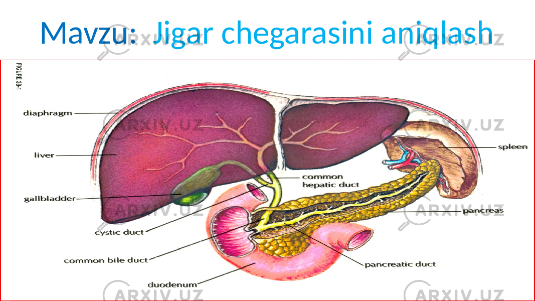 Mavzu: Jigar chegarasini aniqlash 