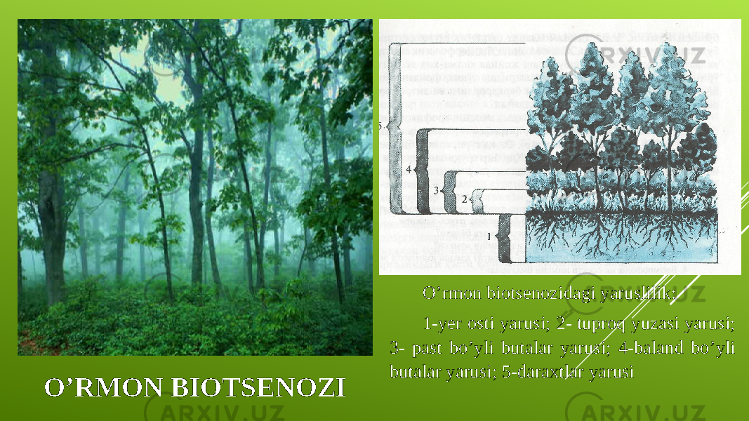 OʼRMON BIOTSENOZI Oʼrmon biotsenozidagi yaruslilik: 1-yer osti yarusi; 2- tuproq yuzasi yarusi; 3- past boʼyli butalar yarusi; 4-baland boʼyli butalar yarusi; 5-daraxtlar yarusi 