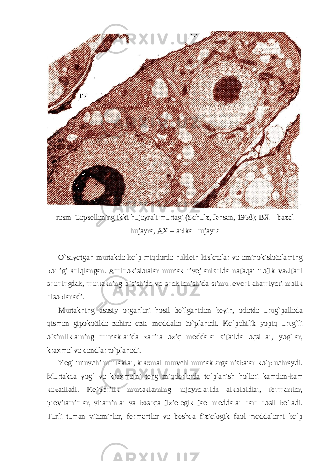 rasm. Capsellaning ikki hujayrali murtagi (Schulz, Jensen, 1968); BX – bazal hujayra, AX – apikal hujayra O`sayotgan murtakda ko`p miqdorda nuklein kislotalar va aminokislotalarning borligi aniqlangan. Aminokislotalar murtak rivojlanishida nafaqat trofik vazifani shuningdek, murtakning o`sishida va shakllanishida stimullovchi ahamiyati molik hisoblanadi. Murtakning asosiy organlari hosil bo`lganidan keyin, odatda urug`pallada qisman gipokotilda zahira oziq moddalar to`planadi. Ko`pchilik yopiq urug`li o`simliklarning murtaklarida zahira oziq moddalar sifatida oqsillar, yog`lar, kraxmal va qandlar to`planadi. Yog` tutuvchi murtaklar, kraxmal tutuvchi murtaklarga nisbatan ko`p uchraydi. Murtakda yog` va kraxmalni teng miqdorlarda to`planish hollari kamdan-kam kuzatiladi. Ko`pchilik murtaklarning hujayralarida alkoloidlar, fermentlar, provitaminlar, vitaminlar va boshqa fiziologik faol moddalar ham hosil bo`ladi. Turli tuman vitaminlar, fermentlar va boshqa fiziologik faol moddalarni ko`p 