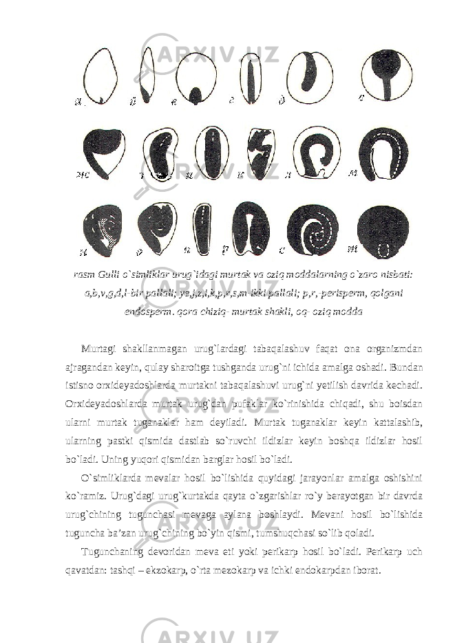 rasm Gulli o`simliklar urug`idagi murtak va oziq moddalarning o`zaro nisbati: a,b,v,g,d,l-bir pallali; ye,j,z,i,k,p,r,s,m-ikki pallali; p,r,-perisperm, qolgani endosperm. qora chiziq- murtak shakli, oq- oziq modda Murtagi shakllanmagan urug`lardagi tabaqalashuv faqat ona organizmdan ajragandan keyin, qulay sharoitga tushganda urug`ni ichida amalga oshadi. Bundan istisno orxideyadoshlarda murtakni tabaqalashuvi urug`ni yetilish davrida kechadi. Orxideyadoshlarda murtak urug`dan pufaklar ko`rinishida chiqadi, shu boisdan ularni murtak tuganaklar ham deyiladi. Murtak tuganaklar keyin kattalashib, ularning pastki qismida dastlab so`ruvchi ildizlar keyin boshqa ildizlar hosil bo`ladi. Uning yuqori qismidan barglar hosil bo`ladi. O`simliklarda mevalar hosil bo`lishida quyidagi jarayonlar amalga oshishini ko`ramiz. Urug`dagi urug`kurtakda qayta o`zgarishlar ro`y berayotgan bir davrda urug`chining tugunchasi mevaga aylana boshlaydi. Mevani hosil bo`lishida tuguncha ba’zan urug`chining bo`yin qismi, tumshuqchasi so`lib qoladi. Tugunchaning devoridan meva eti yoki perikarp hosil bo`ladi. Perikarp uch qavatdan: tashqi – ekzokarp, o`rta mezokarp va ichki endokarpdan iborat. 