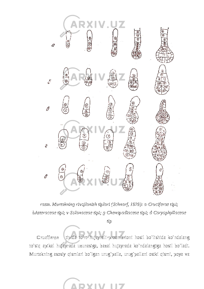 rasm. Murtakning rivojlanish tiplari (Schnarf, 1929): a-Cruciferae tipi; bAsteraceae tipi; v-Solanaceae tipi; g-Chenapadiaceae tipi; d-Caryophyllaceae tip Cruciferae – tipida to`rt hujayrali proembrioni hosil bo`lishida ko`ndalang to`siq apikal hujayrada uzunasiga, bazal hujayrada ko`ndalangiga hosil bo`ladi. Murtakning asosiy qismlari bo`lgan urug`palla, urug`pallani ostki qismi, poya va 