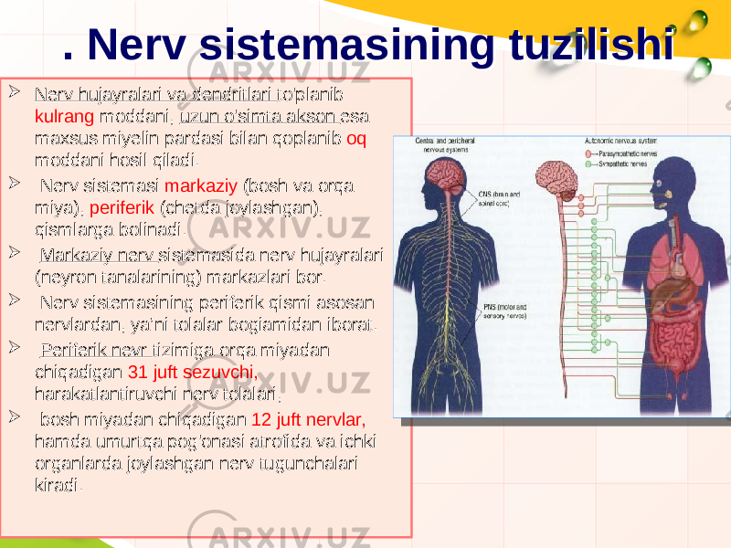 . Nerv sistemasining tuzilishi. Nerv sistemasining tuzilishi  Nerv hujayralari va dendritlari to&#39;planib kulrang moddani, uzun o&#39;simta akson esa maxsus miyelin pardasi bilan qoplanib oq moddani hosil qiladi.  Nerv sistemasi markaziy (bosh va orqa miya), periferik (chetda joylashgan), qismlarga bolinadi.  Markaziy nerv sistemasida nerv hujayralari (neyron tanalarining) markazlari bor.  Nerv sistemasining periferik qismi asosan nervlardan, ya’ni tolalar bogiamidan iborat.  Periferik nevr tizimiga orqa miyadan chiqadigan 31 juft sezuvchi, harakatlantiruvchi nerv tolalari,  bosh miyadan chiqadigan 12 juft nervlar, hamda umurtqa pog&#39;onasi atrofida va ichki organlarda joylashgan nerv tugunchalari kiradi. 