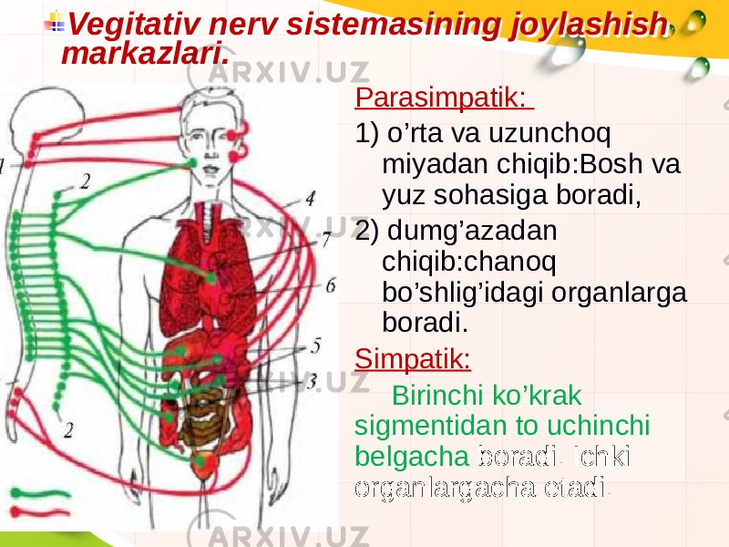 Vegitativ nerv sistemasining joylashish markazlari. Vegitativ nerv sistemasining joylashish markazlari. Parasimpatik: 1) o’rta va uzunchoq miyadan chiqib:Bosh va yuz sohasiga boradi, 2) dumg’azadan chiqib:chanoq bo’shlig’idagi organlarga boradi. Simpatik: Birinchi ko’krak sigmentidan to uchinchi belgacha boradi. Ichki organlargacha etadi. 