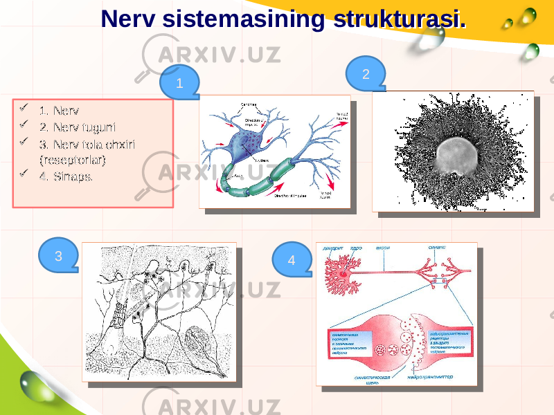 Nerv sistemasining strukturasi.Nerv sistemasining strukturasi.  1. Nerv  2. Nerv tuguni  3. Nerv tola ohxiri (reseptorlar)  4. Sinaps. 2 3 41 