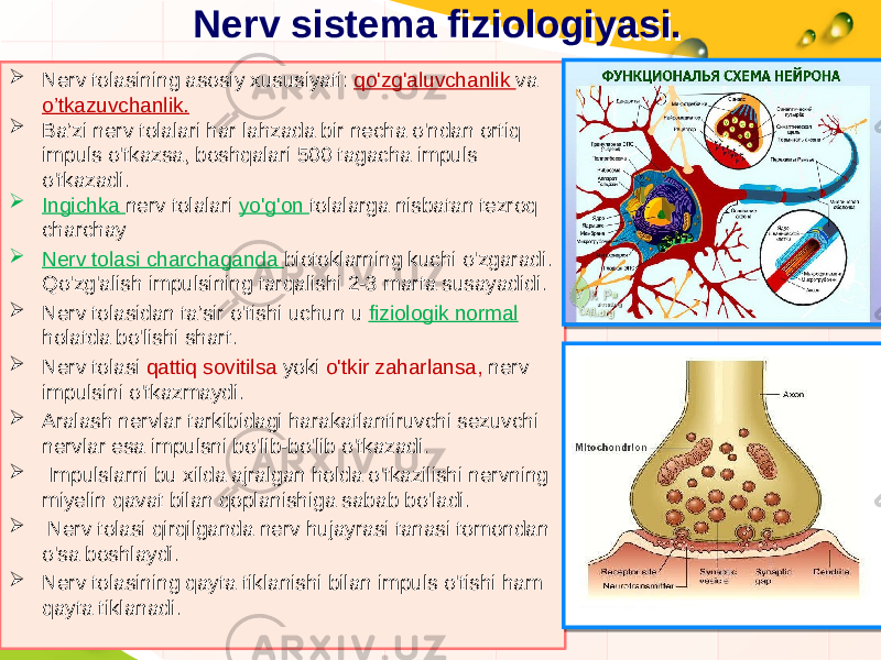 Nerv sistema fiziologiyasi.Nerv sistema fiziologiyasi.  Nerv tolasining asosiy xususiyati: qo&#39;zg&#39;aluvchanlik va o’tkazuvchanlik.  Ba’zi nerv tolalari har lahzada bir necha o&#39;ndan ortiq impuls o&#39;tkazsa, boshqalari 500 tagacha impuls o&#39;tkazadi.  Ingichka nerv tolalari yo&#39;g&#39;on tolalarga nisbatan tezroq charchay  Nerv tolasi charchaganda biotoklarning kuchi o&#39;zgaradi. Qo&#39;zg&#39;alish impulsining tarqalishi 2-3 marta susayadidi.  Nerv tolasidan ta’sir o&#39;tishi uchun u fiziologik normal holatda bo&#39;lishi shart.  Nerv tolasi qattiq sovitilsa yoki o&#39;tkir zaharlansa, nerv impulsini o&#39;tkazmaydi.  Aralash nervlar tarkibidagi harakatlantiruvchi sezuvchi nervlar esa impulsni bo&#39;lib-bo&#39;lib o&#39;tkazadi.  Impulslarni bu xilda ajralgan holda o&#39;tkazilishi nervning miyelin qavat bilan qoplanishiga sabab bo&#39;ladi.  Nerv tolasi qirqilganda nerv hujayrasi tanasi tomondan o&#39;sa boshlaydi.  Nerv tolasining qayta tiklanishi bilan impuls o&#39;tishi ham qayta tiklanadi. 