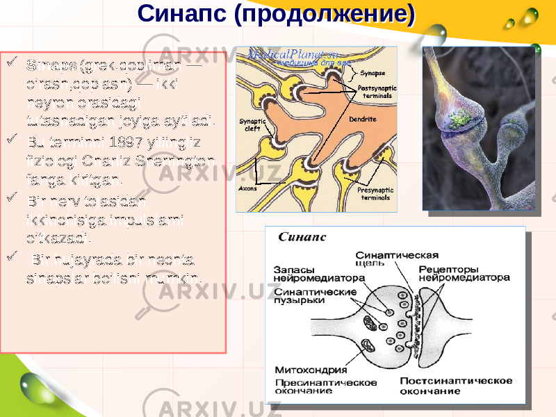 Синапс (продолжение)Синапс (продолжение)  Sinaps (grek.qopliman — o’rash,qoplash) — ikki neyron orasidagi tutashadigan joyiga aytiladi.  Bu terminni 1897 yiliingliz fiziologi Charliz Sherrington fanga kiritgan.  Bir nerv tolasidan ikkinchisiga impulslarni o’tkazadi.  Bir hujayrada bir nechta sinapslar bo’lishi mumkin. 