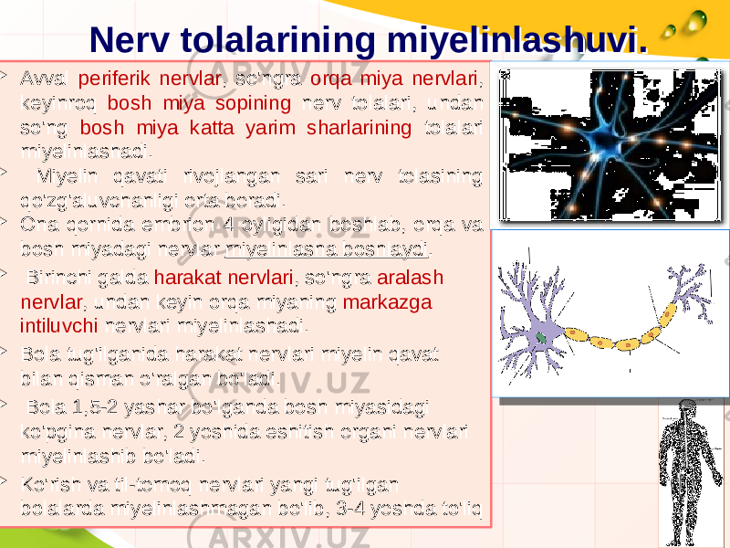 Nerv tolalarining miyelinlashuvi. Nerv tolalarining miyelinlashuvi.  Avval periferik nervlar , so&#39;ngra orqa miya nervlari , keyinroq bosh miya sopining nerv tolalari, undan so&#39;ng bosh miya katta yarim sharlarining tolalari miyelinlashadi.  Miyelin qavati rivojlangan sari nerv tolasining qo&#39;zg&#39;aluvchanligi orta boradi.  Ona qornida embrion 4 oyligidan boshlab, orqa va bosh miyadagi nervlar miyelinlasha boshlaydi .  Birinchi galda harakat nervlari , so&#39;ngra aralash nervlar , undan keyin orqa miyaning markazga intiluvchi nervlari miyelinlashadi.  Bola tug&#39;ilganida harakat nervlari miyelin qavat bilan qisman o&#39;ralgan bo&#39;ladi.  Bola 1,5-2 yashar bo&#39;lganda bosh miyasidagi ko&#39;pgina nervlar, 2 yoshida eshitish organi nervlari miyelinlashib bo&#39;ladi.  Ko&#39;rish va til-tomoq nervlari yangi tug&#39;ilgan bolalarda miyelinlashmagan bo&#39;lib, 3-4 yoshda to&#39;liq 