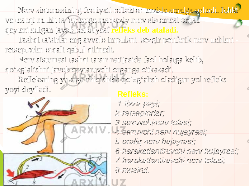 Nerv sistemasining faoliyati reflektor tarzida amalga oshadi. Ichki va tashqi muhit ta ’sirlariga markaziy nerv sistemasi orqali qaytariladigan javob reaksiyasi refleks deb ataladi. Tashqi ta’sirlar eng avvalo impulsni sezgir periferik nerv uchlari - retseptorlar orqali qabul qilinadi. Nerv sistemasi tashqi ta’sir natijasida faol holatga kelib, qo‘zg‘alishni javob qaytaruvchi organga o&#39;tkazadi. Refleksning yuzaga chiqishida qo‘zg‘ahsh oladigan yol refleks yoyi deyiladi. Refleks: 1-tizza payi; 2-retseptorlar; 3-sezuvchinerv tolasi; 4-sezuvchi nerv hujayrasi; 5-oraliq nerv hujayrasi; 6-harakatlantiruvchi nerv hujayrasi; 7-harakatlantiruvchi nerv tolasi; 8-muskul.   