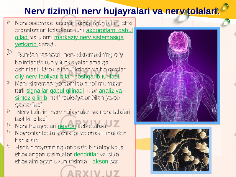 Nerv tizimini nerv hujayralari va nerv tolalari. Nerv tizimini nerv hujayralari va nerv tolalari.  Nerv sistemasi asosan tashqi muhitdan, ichki organlardan keladigan turli axborotlarni qabul qiladi va ularni markaziy nerv sistemasiga yetkazib beradi.  Bundan tashqari, nerv sistemasining oliy bolimlarida ruhiy funksiyalar amalga oshiriladi. Idrok etish, fikrlash va hokazolar oliy nerv faoliyati bilan boshqarib turiladi.  Nerv sistemasi yordamida atrof-muhitdan turli signallar qabul qilinadi , ular analiz va sintez qilinib , turli reaksiyalar bilan javob qaytariladi.  Nerv tizimini nerv hujayralari va nerv tolalari tashkil qiladi.  Nerv hujayralari neyron deb ataladi.  Neyronlar katta kichikligi va shakli jihatidan har xildir.  Har bir neyronning tanasida bir talay kalta shoxlangan o&#39;simtalar- dendritlar va bitta shoxlaimiagan uzun o&#39;simta - akson bor. 