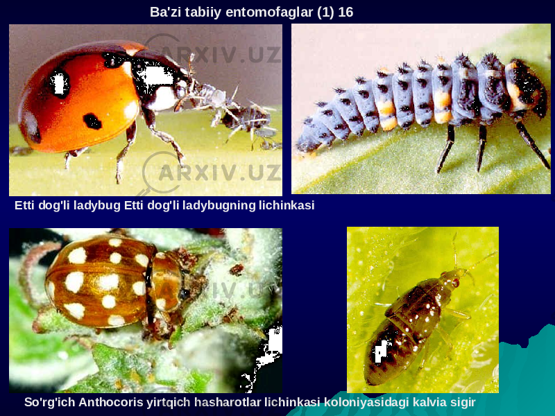  Ba&#39;zi tabiiy entomofaglar (1) 16 Etti dog&#39;li ladybug Etti dog&#39;li ladybugning lichinkasi So&#39;rg&#39;ich Anthocoris yirtqich hasharotlar lichinkasi koloniyasidagi kalvia sigir 