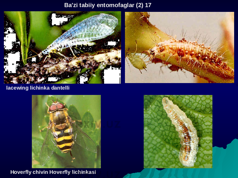  Ba&#39;zi tabiiy entomofaglar (2) 17 lacewing lichinka dantelli Hoverfly chivin Hoverfly lichinkasi 