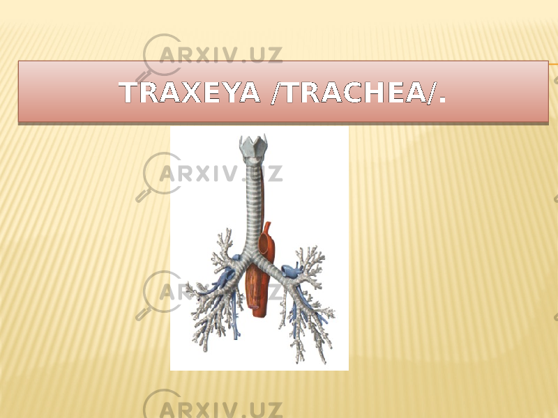 TRAXЕYA /TRACHEA/.0A21 