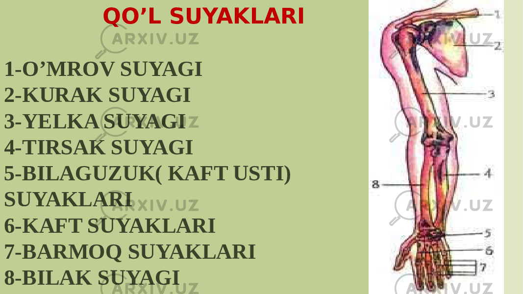  QO’L SUYAKLARI 1-O’MROV SUYAGI 2-KURAK SUYAGI 3-YELKA SUYAGI 4-TIRSAK SUYAGI 5-BILAGUZUK( KAFT USTI) SUYAKLARI 6-KAFT SUYAKLARI 7-BARMOQ SUYAKLARI 8-BILAK SUYAGI 