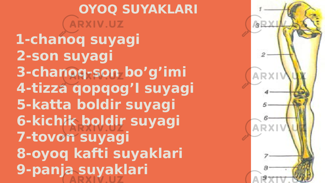  OYOQ SUYAKLARI 1-chanoq suyagi 2-son suyagi 3-chanoq-son bo’g’imi 4-tizza qopqog’I suyagi 5-katta boldir suyagi 6-kichik boldir suyagi 7-tovon suyagi 8-oyoq kafti suyaklari 9-panja suyaklari 