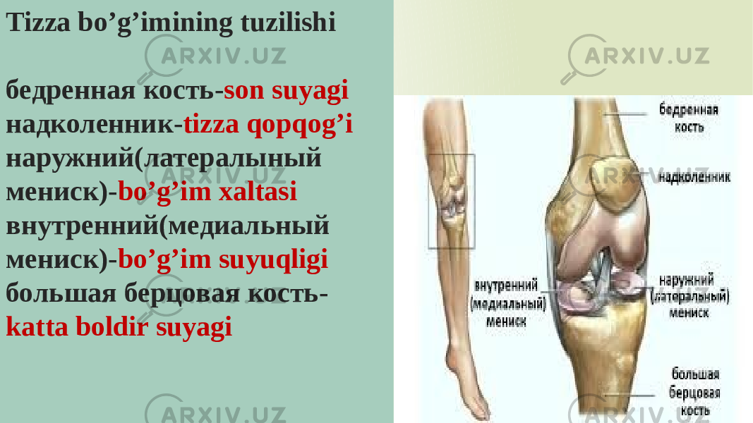 Tizza bo’g’imining tuzilishi бедренная кость- son suyagi надколенник- tizza qopqog’i наружний(латералыный мениск)- bo’g’im xaltasi внутренний(медиальный мениск)- bo’g’im suyuqligi большая берцовая кость- katta boldir suyagi 