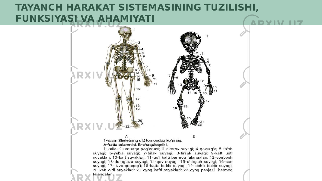  TAYANCH HARAKAT SISTEMASINING TUZILISHI, FUNKSIYASI VA AHAMIYATI 