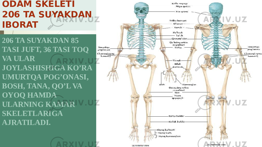 ODAM SKELETI 206 TA SUYAKDAN IBORAT 206 TA SUYAKDAN 85 TASI JUFT, 36 TASI TOQ VA ULAR JOYLASHISHIGA KO’RA UMURTQA POG’ONASI, BOSH, TANA, QO’L VA OYOQ HAMDA ULARNING KAMAR SKELETLARIGA AJRATILADI. 