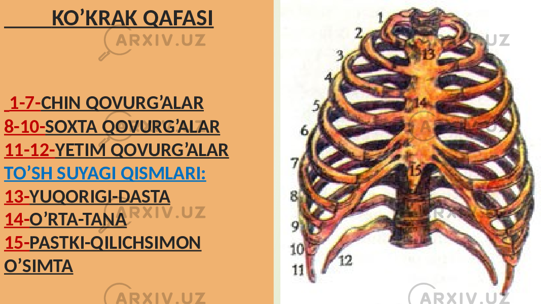  KO’KRAK QAFASI 1-7- CHIN QOVURG’ALAR 8-10- SOXTA QOVURG’ALAR 11-12- YETIM QOVURG’ALAR TO’SH SUYAGI QISMLARI: 13- YUQORIGI-DASTA 14- O’RTA-TANA 15- PASTKI-QILICHSIMON O’SIMTA 