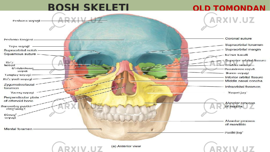  BOSH SKELETI OLD TOMONDAN KO’RINISHI 