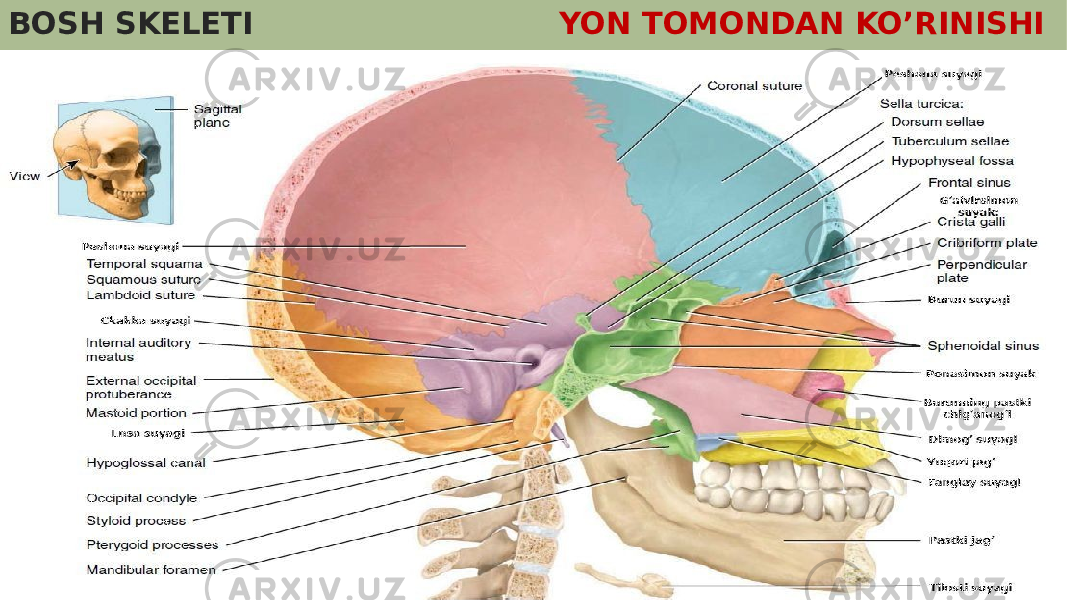 BOSH SKELETI YON TOMONDAN KO’RINISHI 