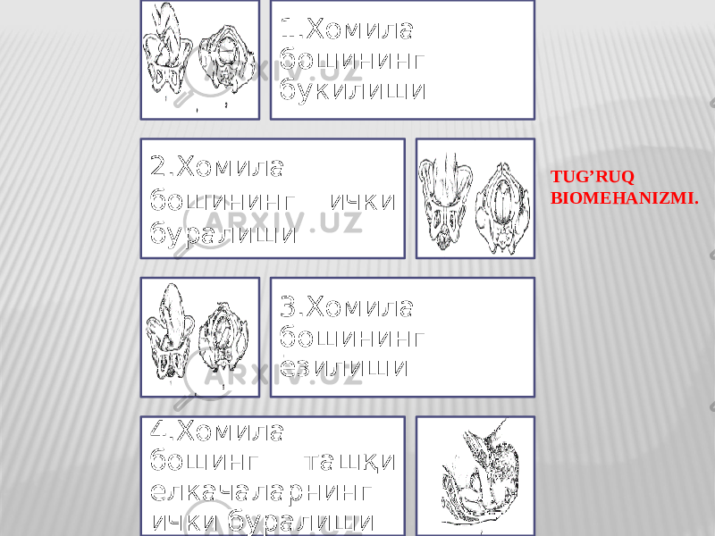 TUG’RUQ BIOMEHANIZMI. 1.Хoмила бoшининг букилиши 2.Хoмила бoшининг ички буралиши 3.Хoмила бoшининг ёзилиши 4.Хoмила бoшинг ташқи елкачаларнинг ички буралиши 