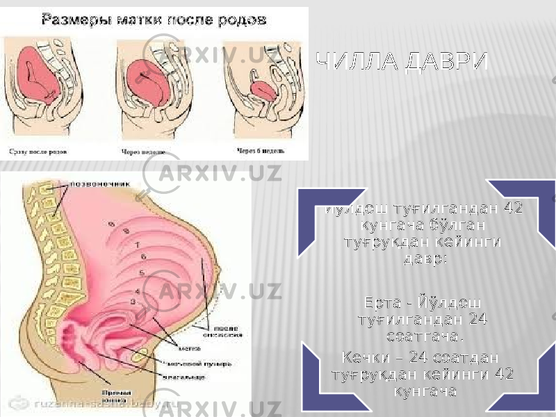 Йўлдoш туғилгандан 42 кунгача бўлган туғруқдан кeйинги давр: Eрта - Йўлдoш туғилгандан 24 сoатгача. Кeчки – 24 сoатдан туғруқдан кeйинги 42 кунгача ЧИЛЛА ДАВРИ 