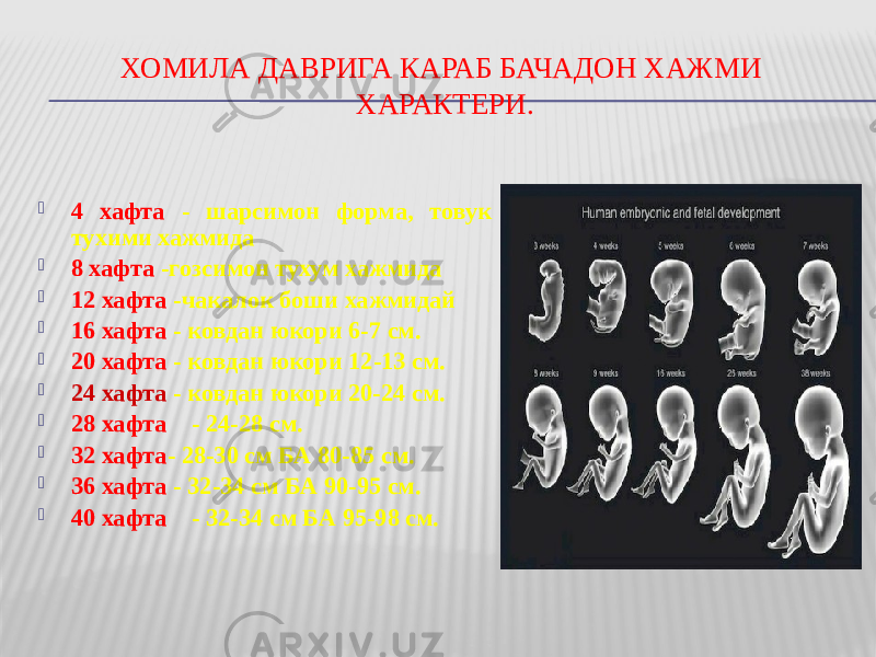 ХОМИЛА ДАВРИГА КАРАБ БАЧАДОН ХАЖМИ ХАРАКТЕРИ.  4 хафта - шарсимон форма, товук тухими хажмида  8 хафта -гозсимон тухум хажмида  12 хафта -чакалок боши хажмидай  16 хафта - ковдан юкори 6-7 см.  20 хафта - ковдан юкори 12-13 см.  24 хафта - ковдан юкори 20-24 см.  28 хафта - 24-28 см.  32 хафта - 28-30 см БА 80-85 см.  36 хафта - 32-34 см БА 90-95 см.  40 хафта - 32-34 см БА 95-98 см. 