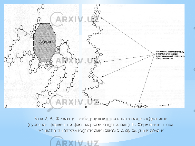 Расм 2. А. Фермент – субстрат комплексини схематик кўриниши (субстрат ферментни фаол марказига қўшилади). Б. Ферментни фаол марказини ташкил илувчи аминокислоталар олдинги холати 