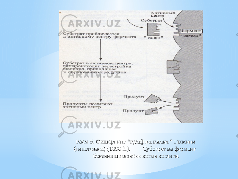 Расм 5. Фишернинг “қулф ва калит” тахмини (гипотезаси) (1890 й.). Субстрат ва фермент боғланиш жараёни кетма кетлиги. 